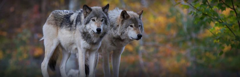Wolves